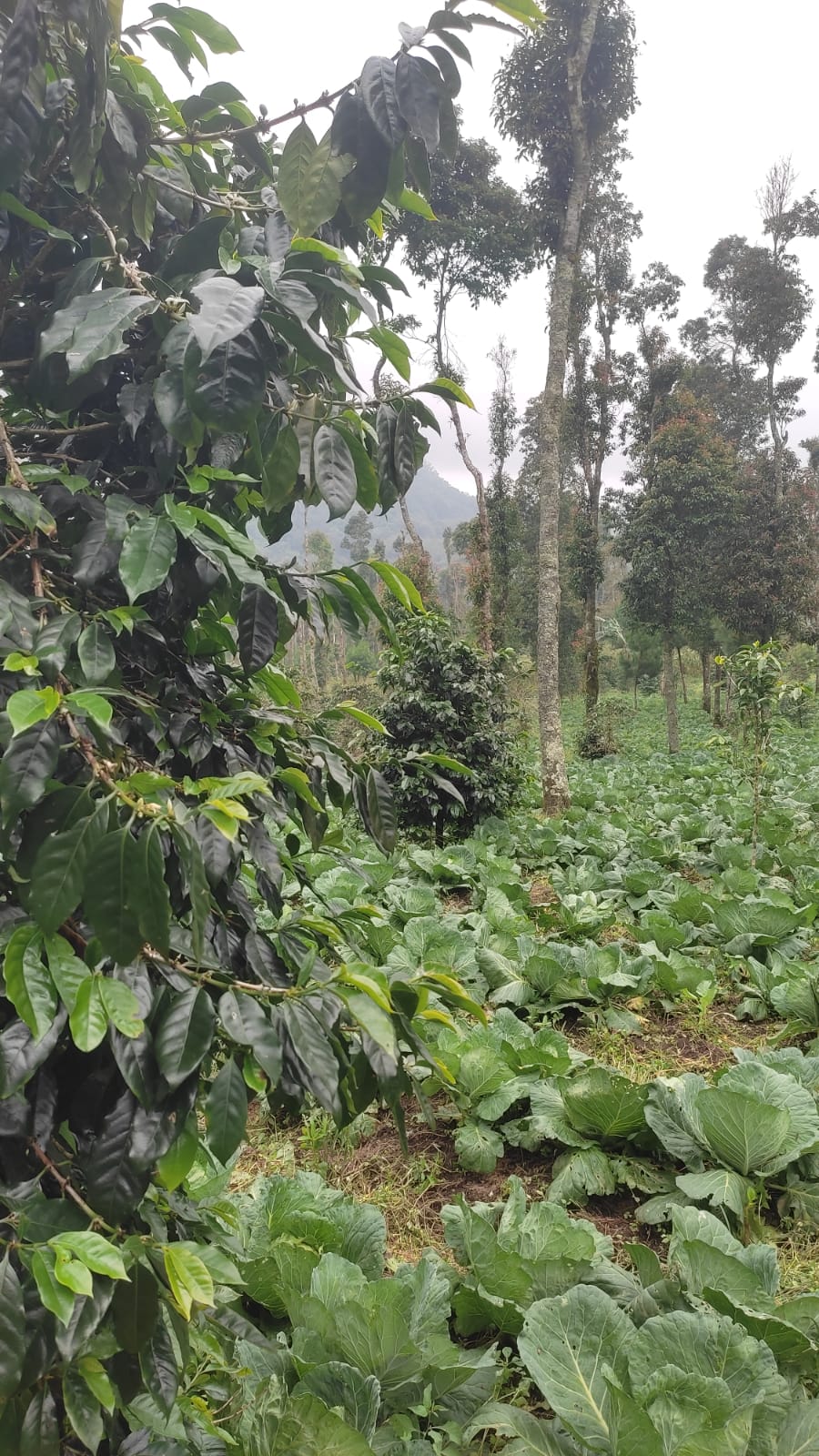 This is the forest where the coffee comes from